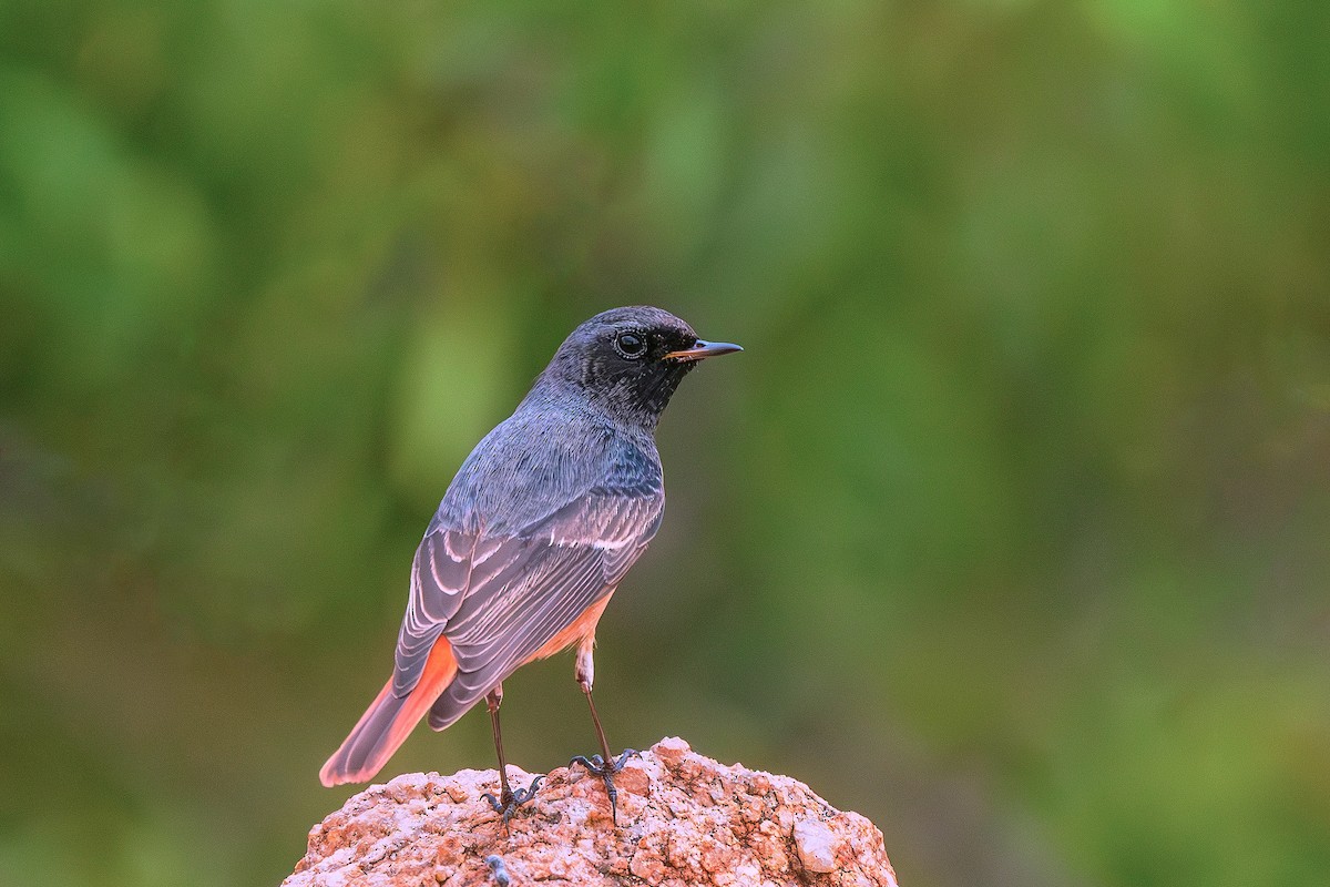 Black Redstart - ML643360777