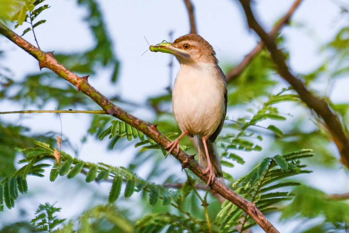 Plain Prinia - ML643360782