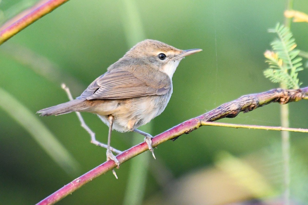 Blyth's Reed Warbler - ML643360798