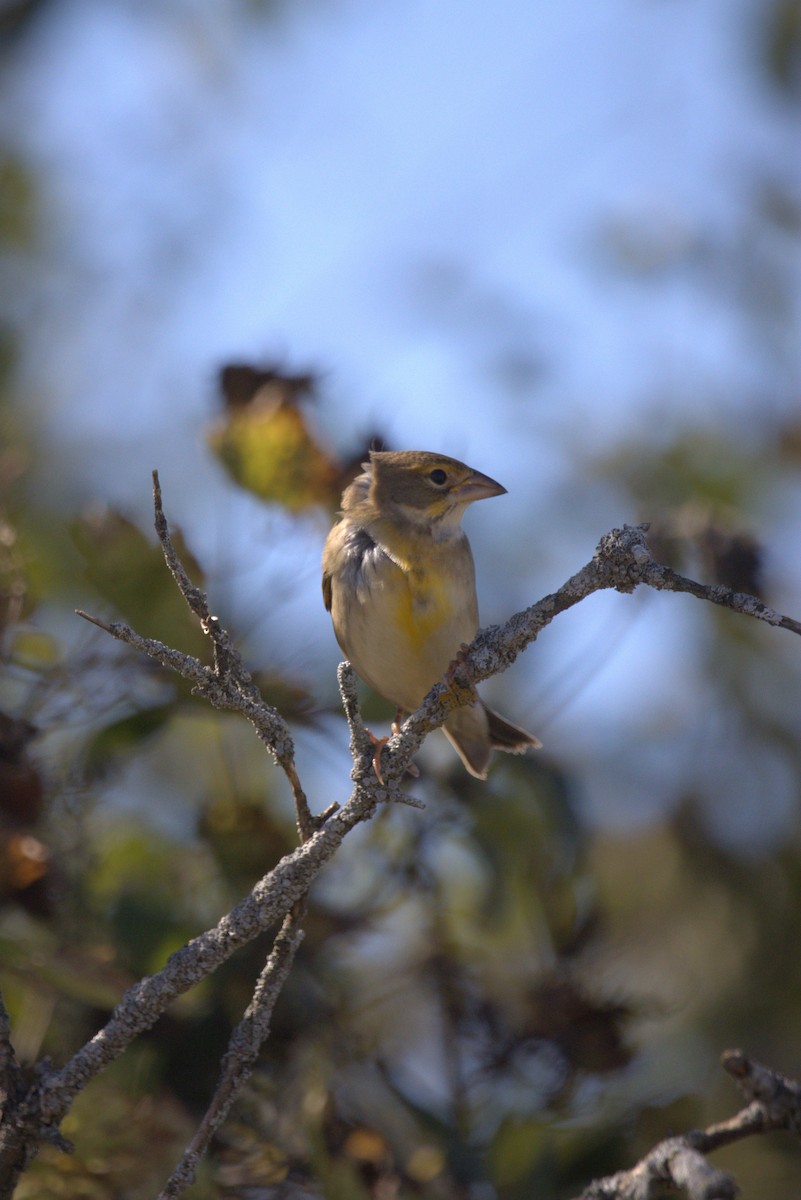 Dickcissel - ML643360802