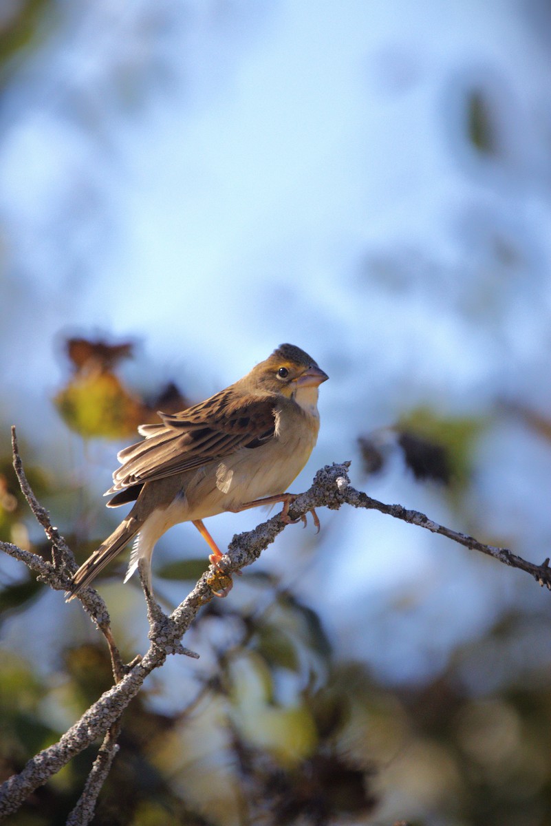 Dickcissel - ML643360812