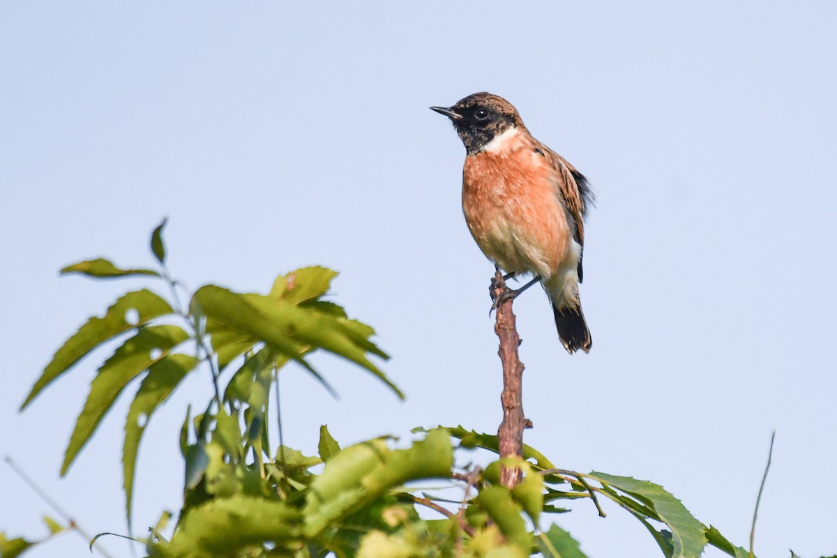 Siberian Stonechat - ML643360827