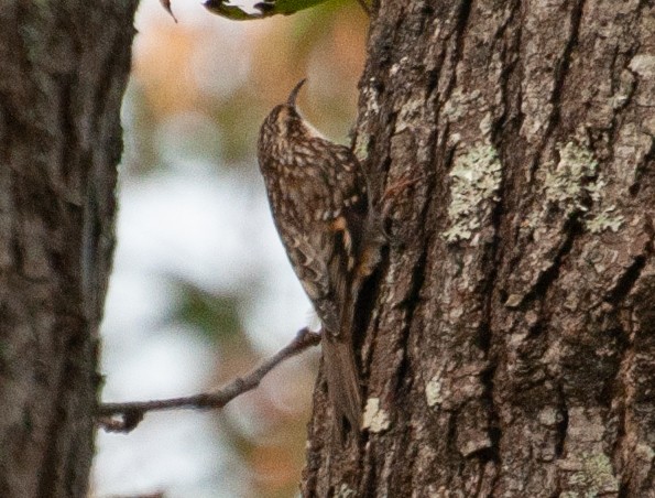 šoupálek americký - ML643360838