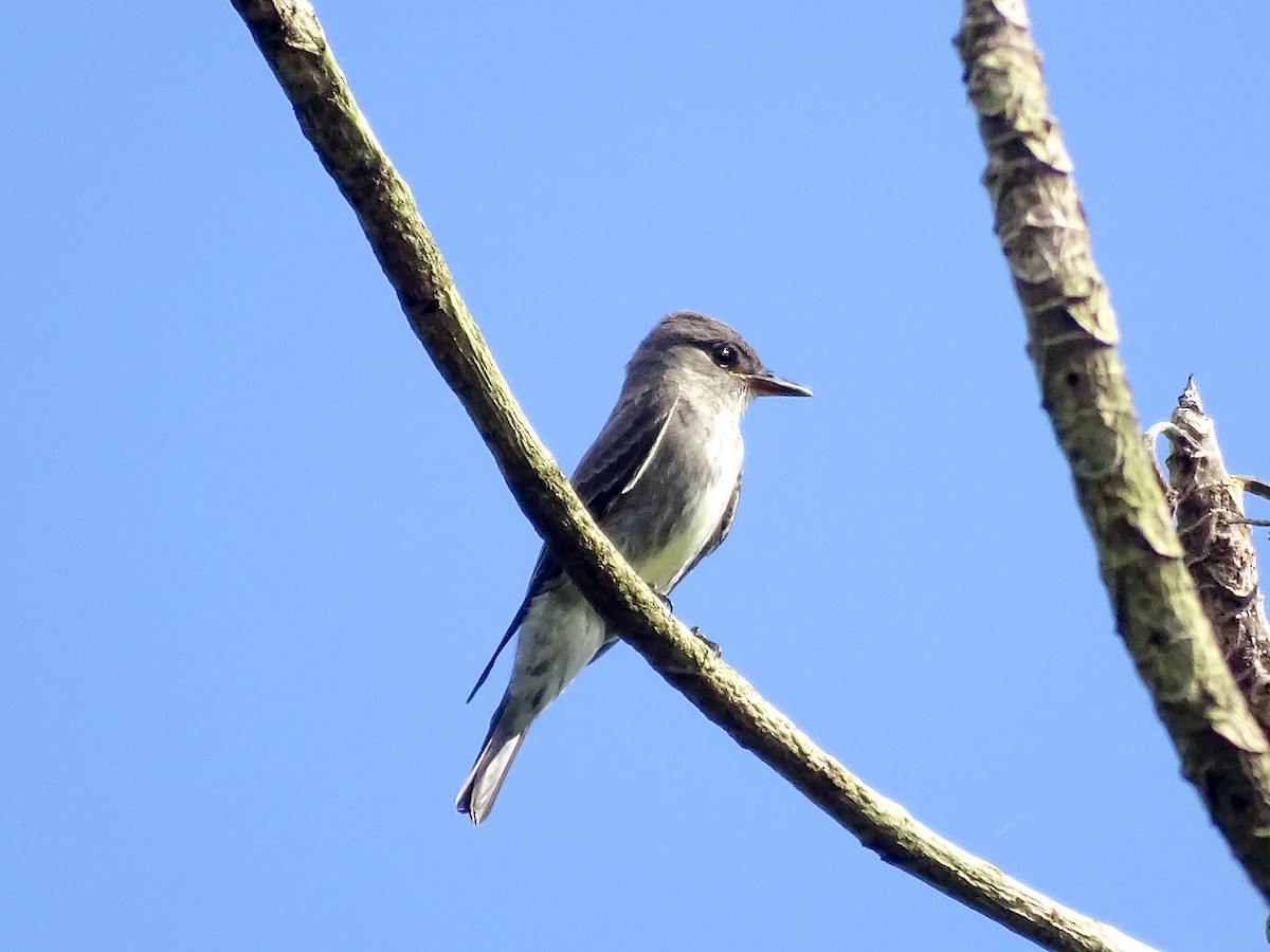 Contopus sp. - ML643360840