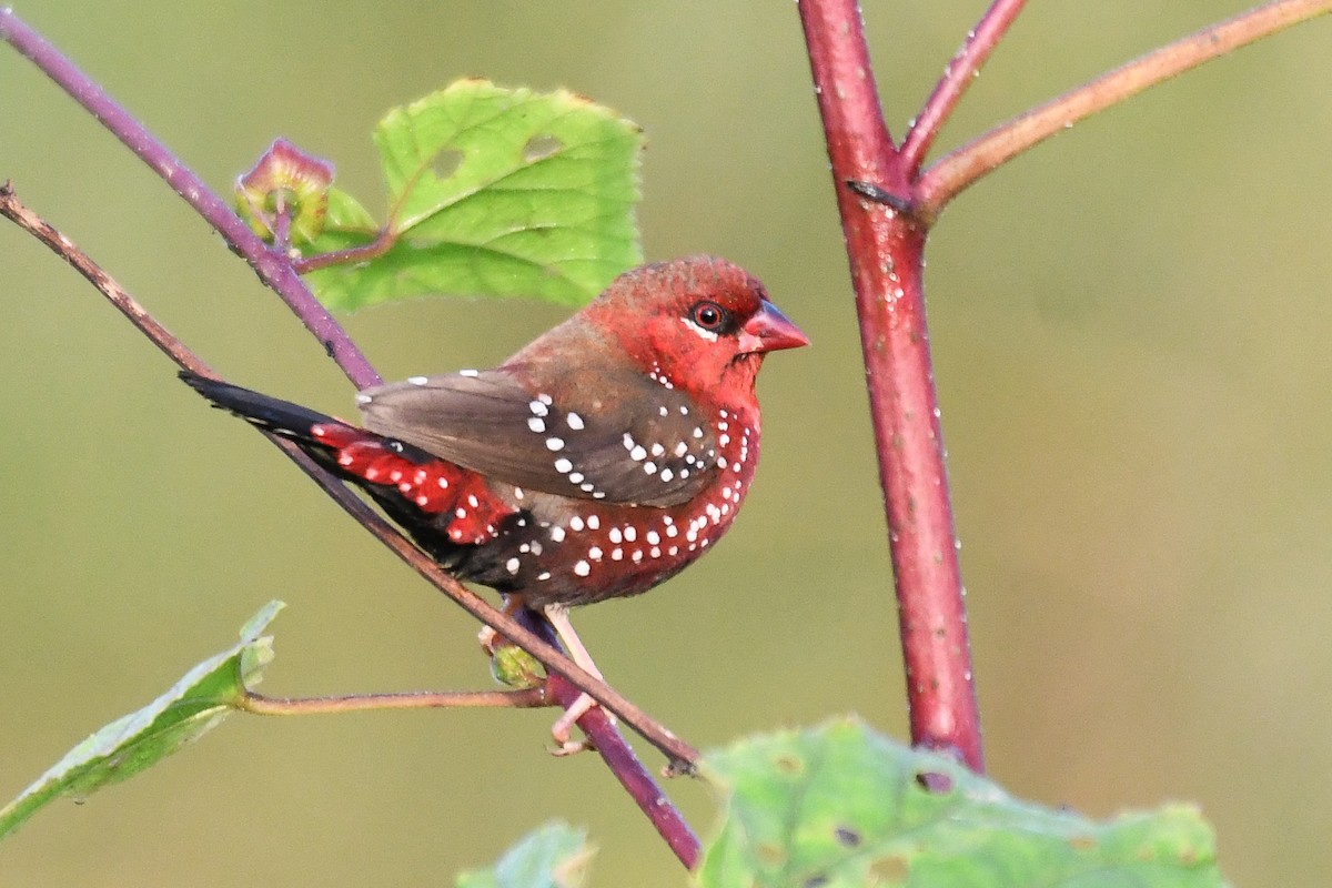 Red Avadavat - ML643360842