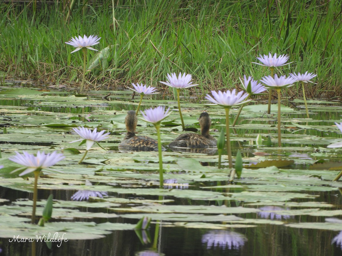 White-backed Duck - ML643360847