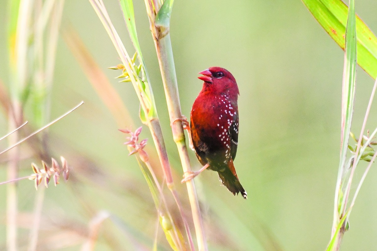 Red Avadavat - ML643360852