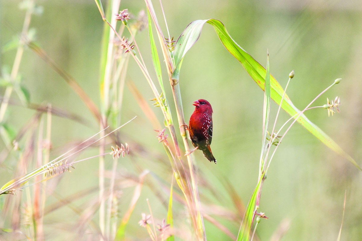 Red Avadavat - ML643360865