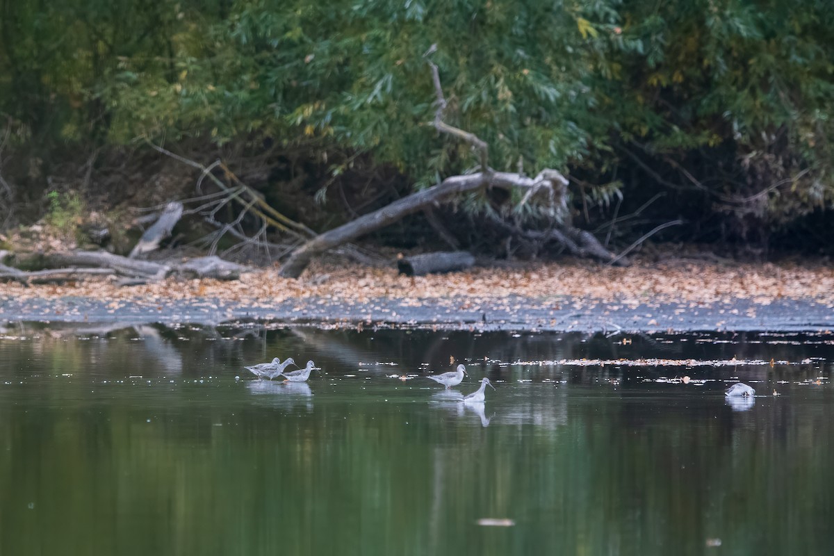 sotsnipe - ML643360871