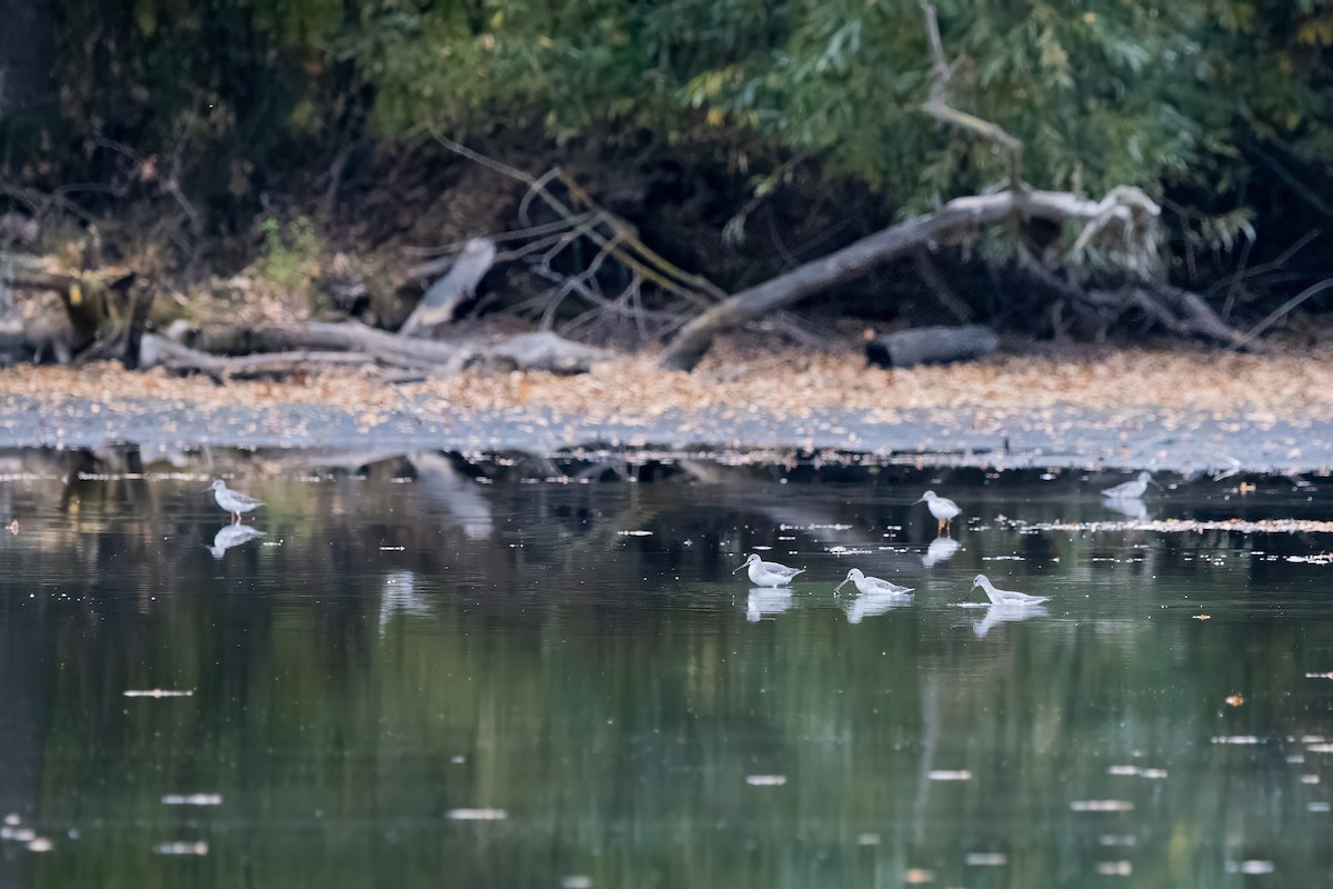 sotsnipe - ML643360872