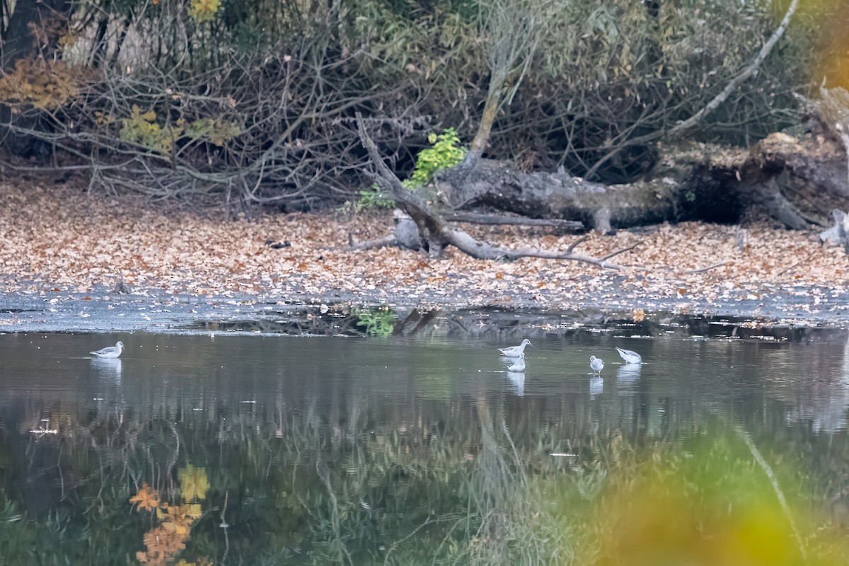 sotsnipe - ML643360873