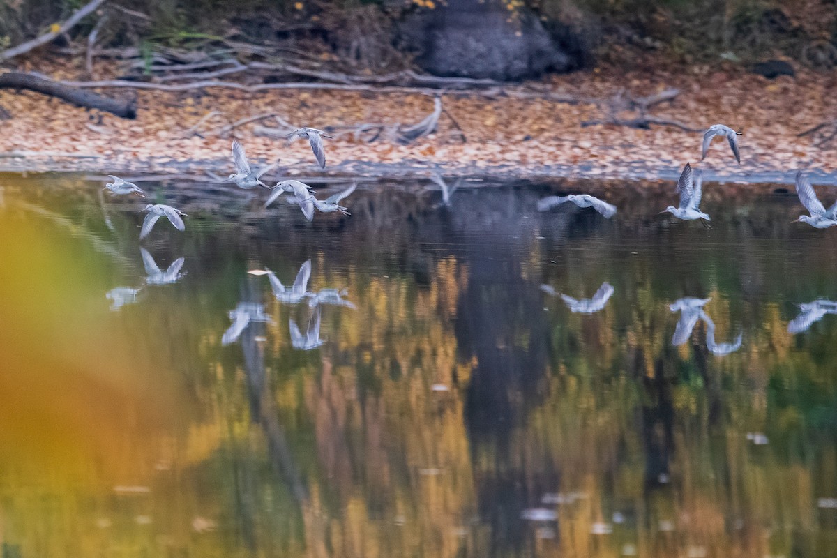 sotsnipe - ML643360874