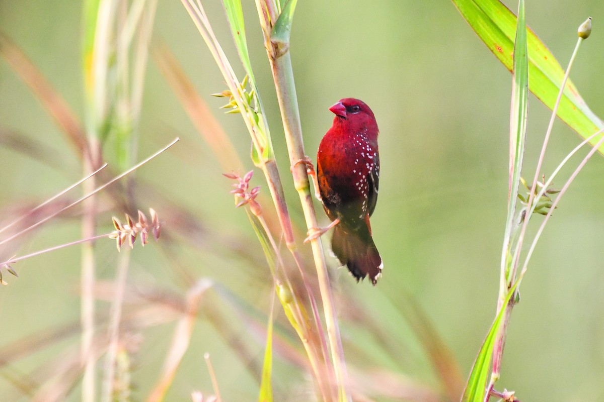 Red Avadavat - ML643360875