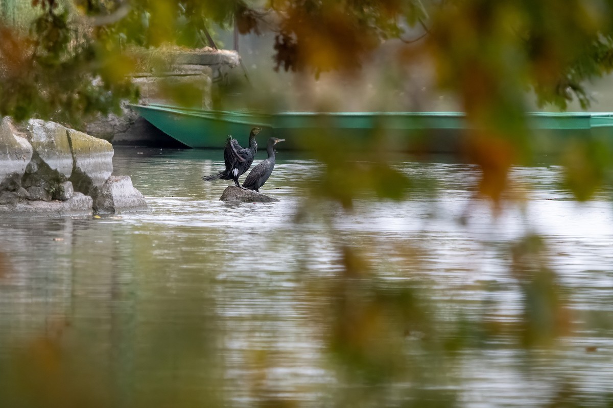 storskarv - ML643360880