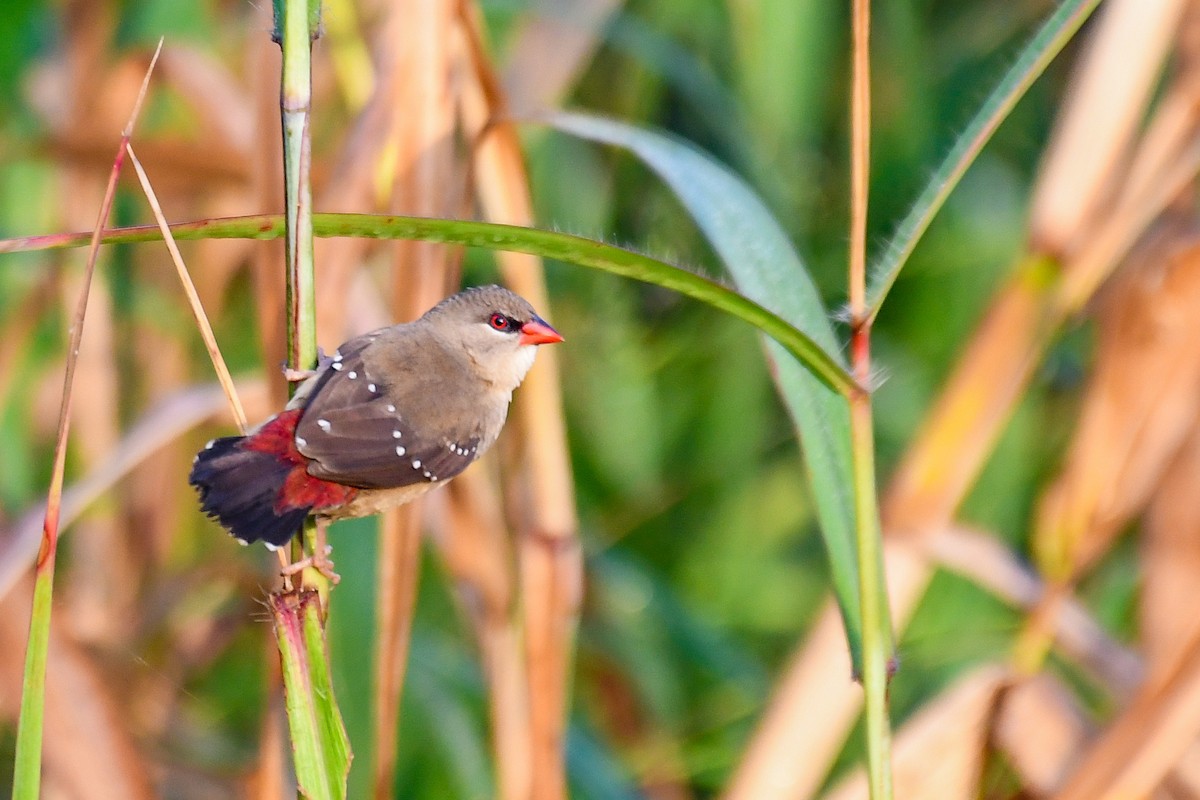 Red Avadavat - ML643360886