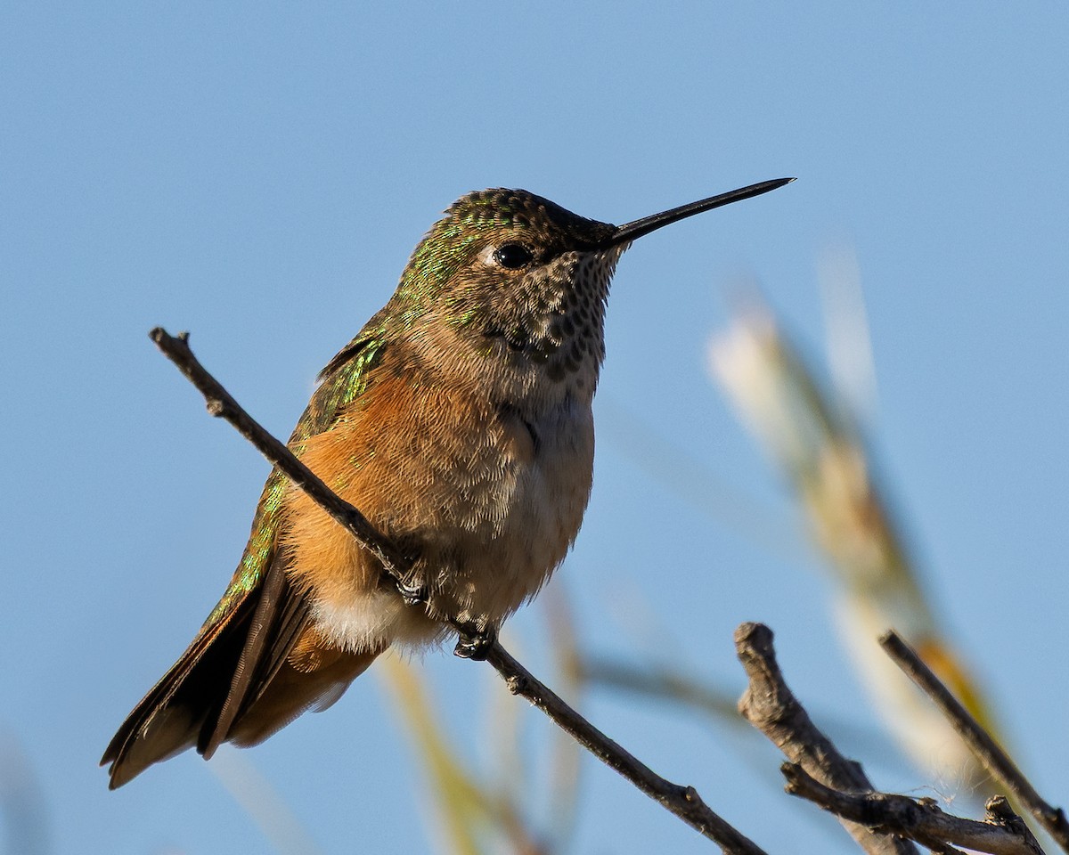 Colibrí Coliancho - ML643360887