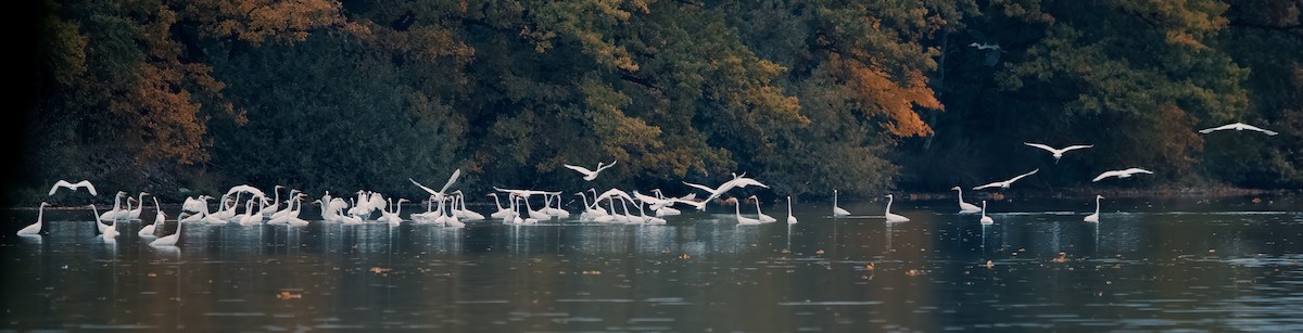 egretthegre - ML643360889