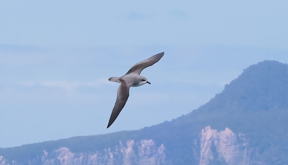 Cook's Petrel - ML643360892