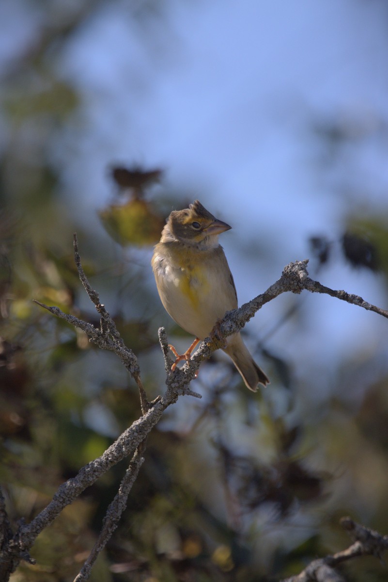 Dickcissel - ML643360900