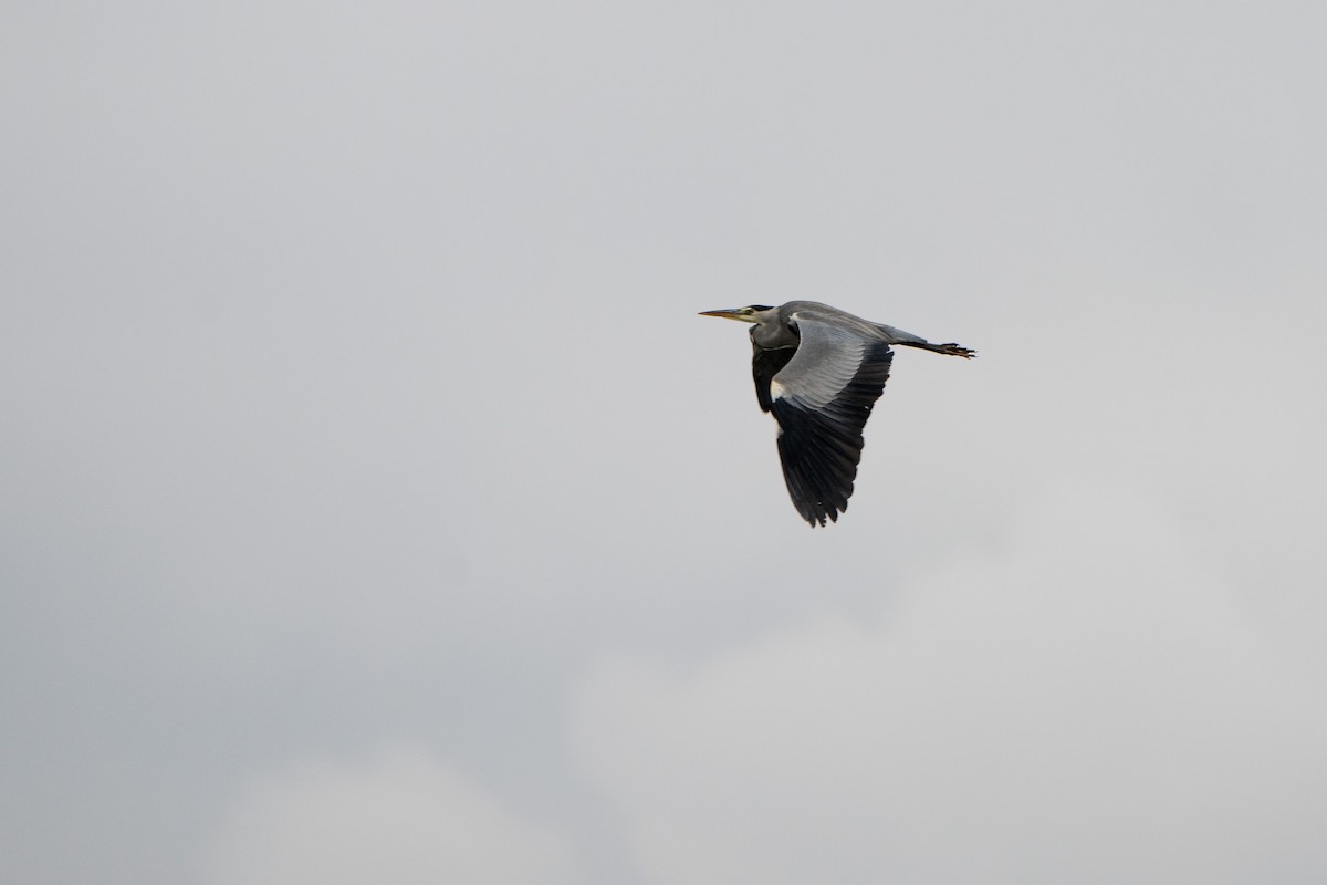 gråhegre - ML643360901