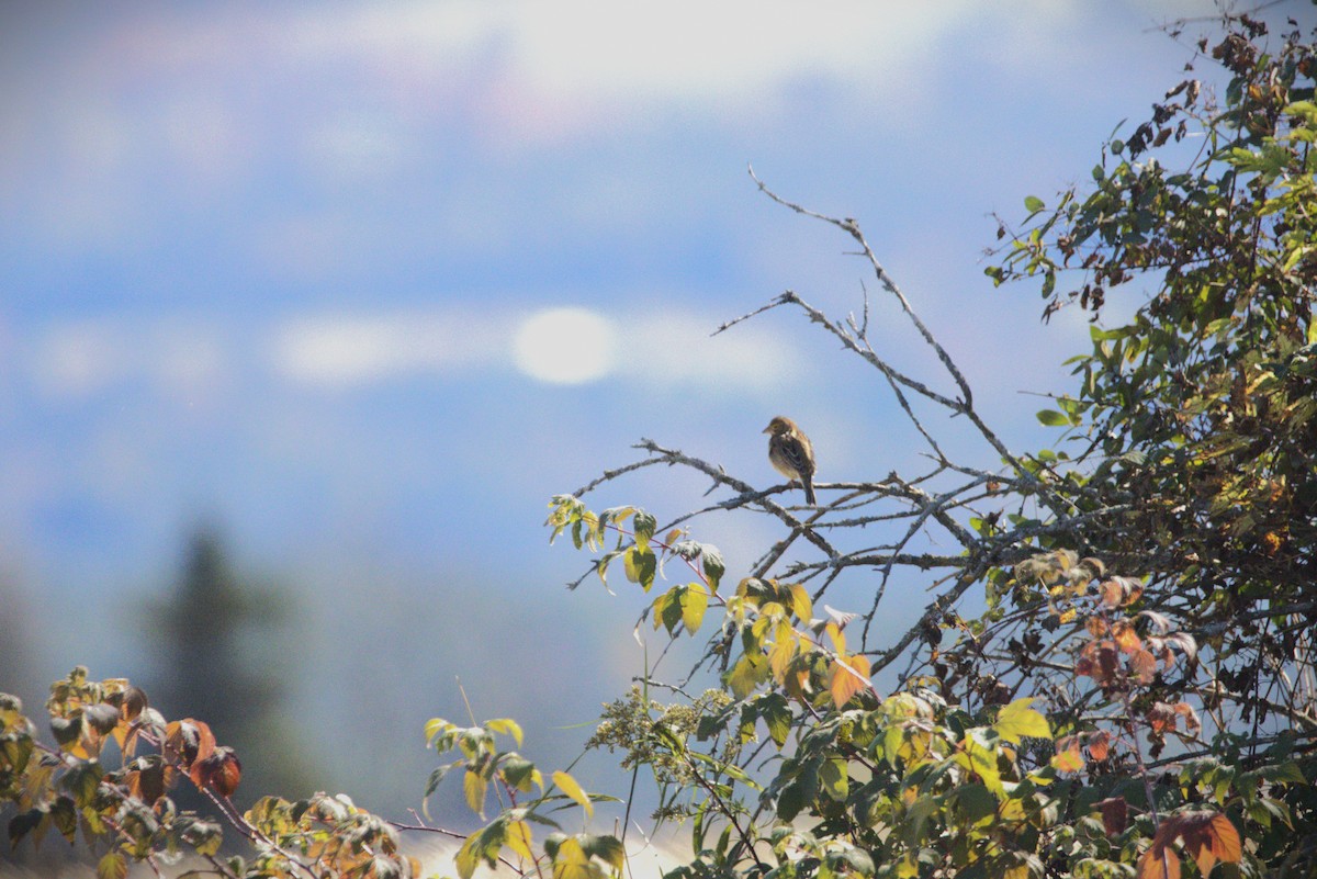 Dickcissel - ML643360907