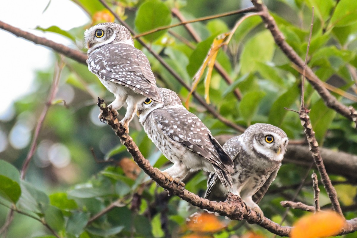 Spotted Owlet - ML643360918
