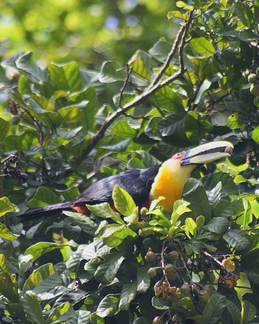 Red-breasted Toucan - ML643360956