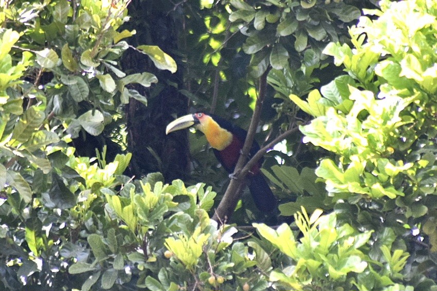 Red-breasted Toucan - ML643360957