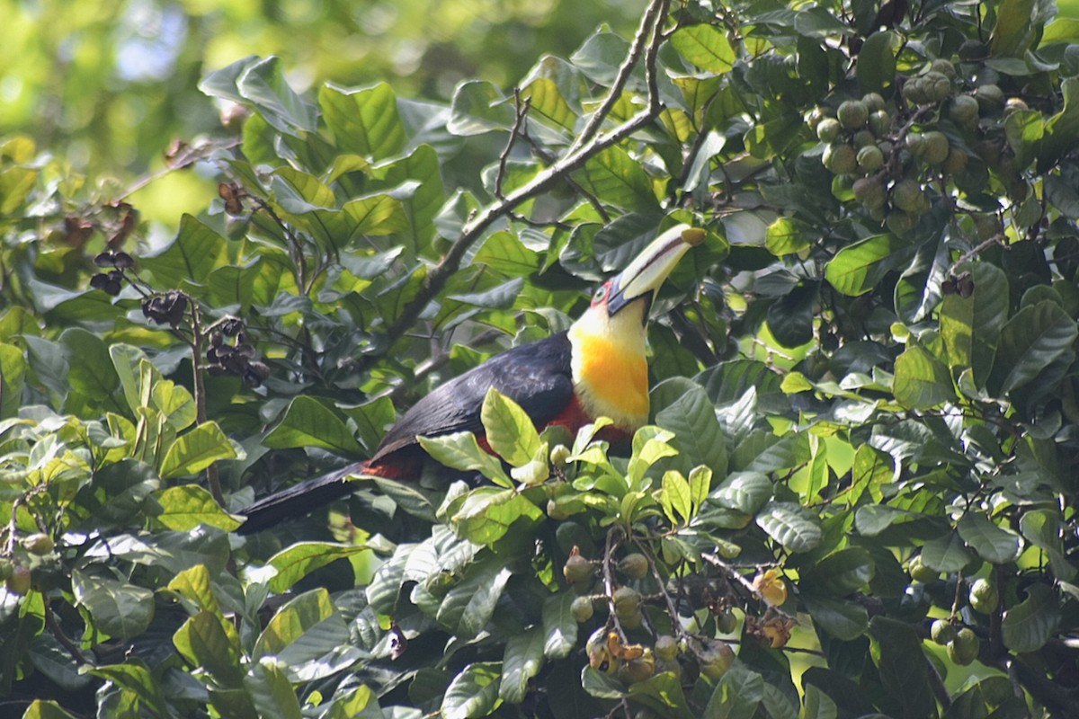 Red-breasted Toucan - ML643360958