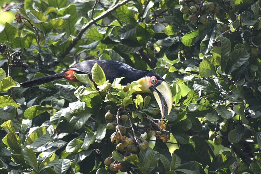 Red-breasted Toucan - ML643360959