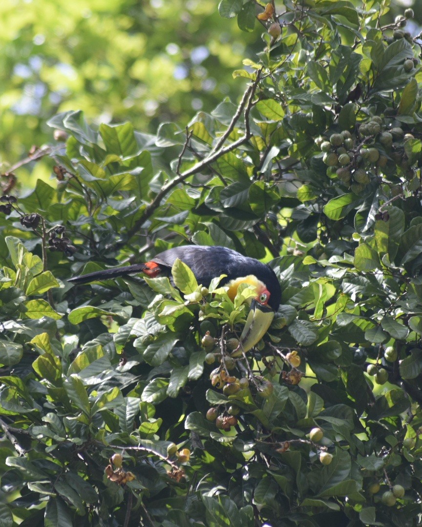 Red-breasted Toucan - ML643360960
