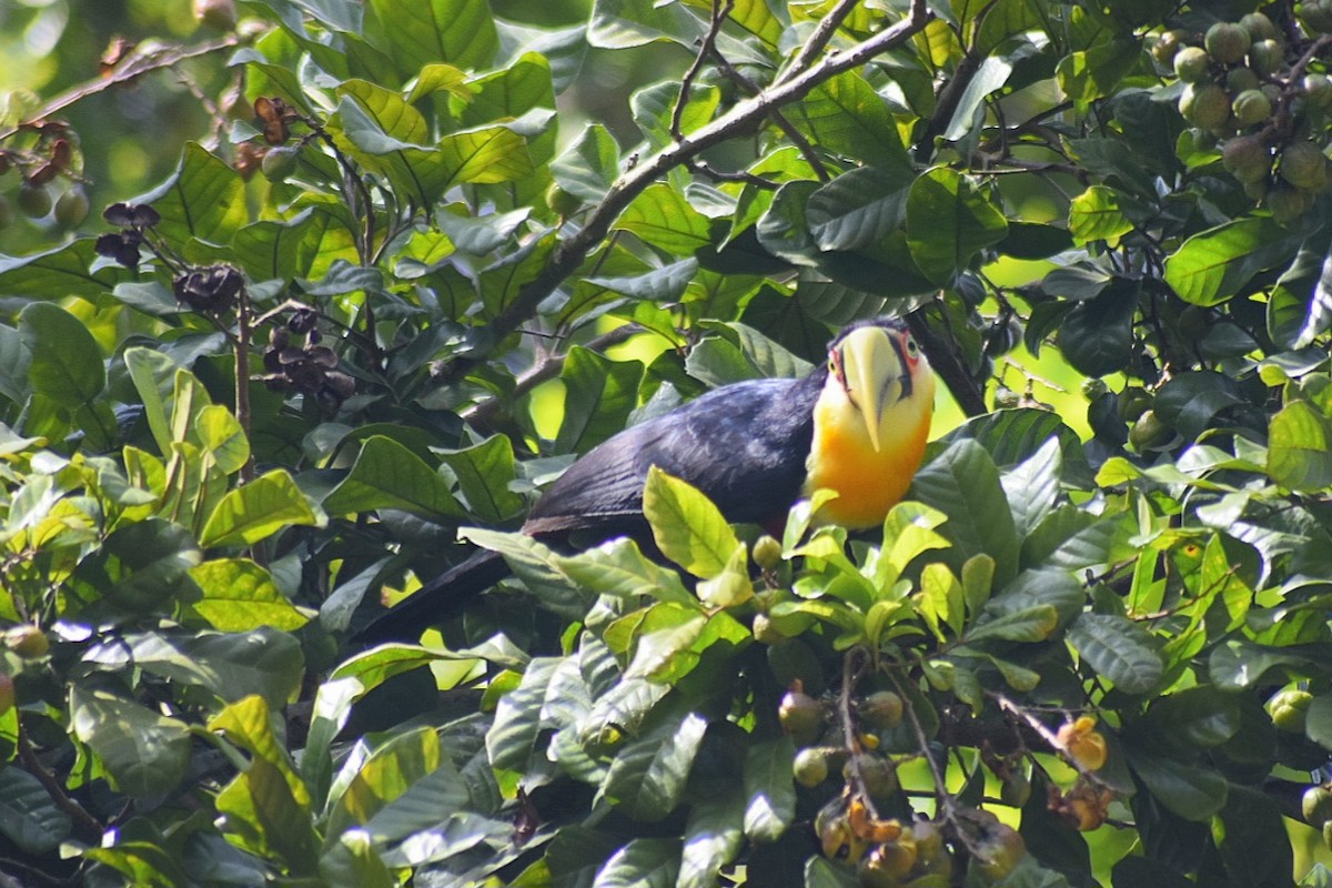 Red-breasted Toucan - ML643360961