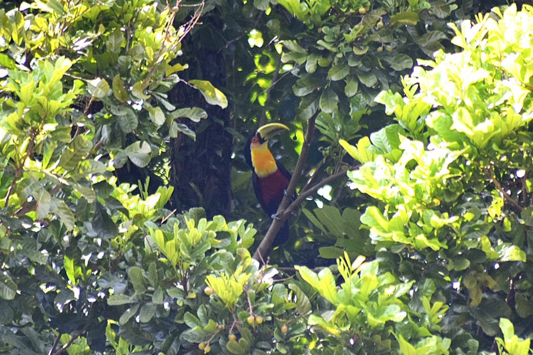 Red-breasted Toucan - ML643360962