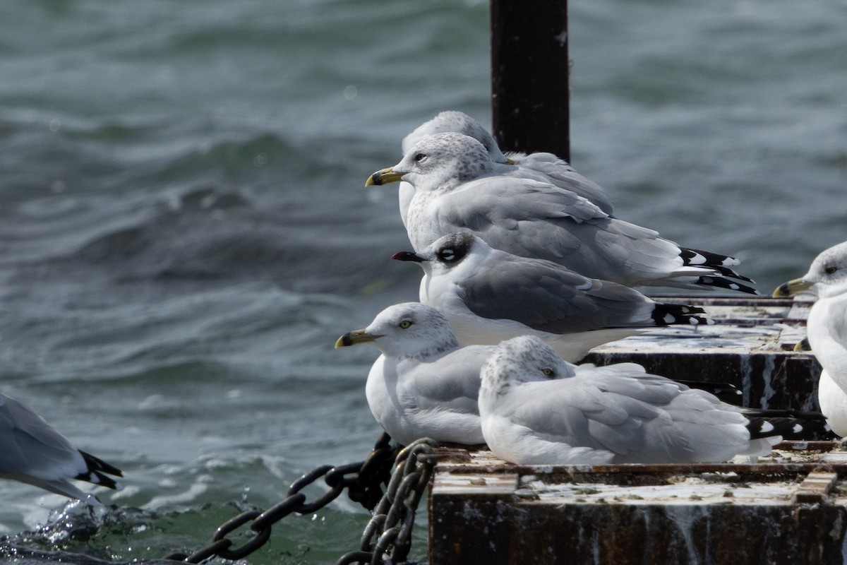 Franklin's Gull - ML643360973