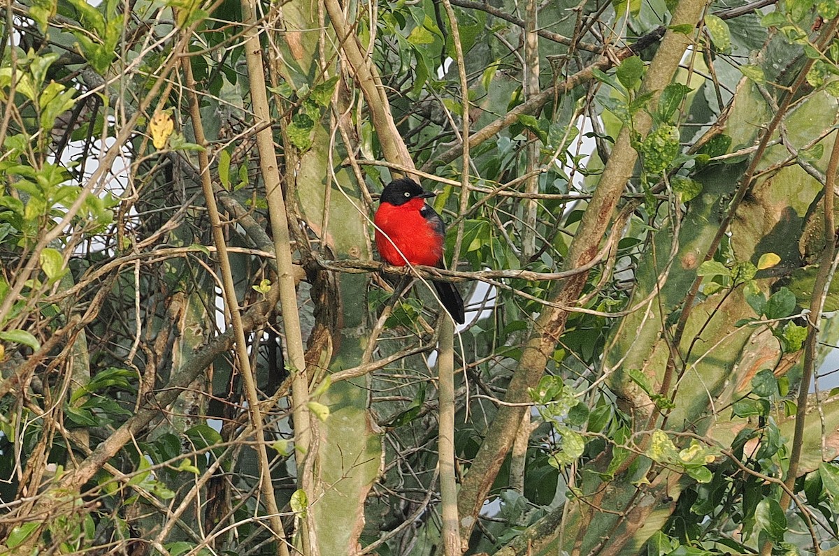 Black-headed Gonolek - ML643360980