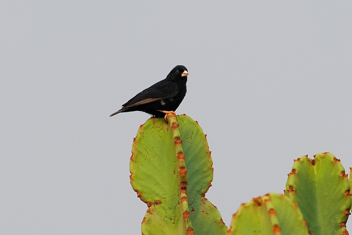 Village Indigobird - ML643360998