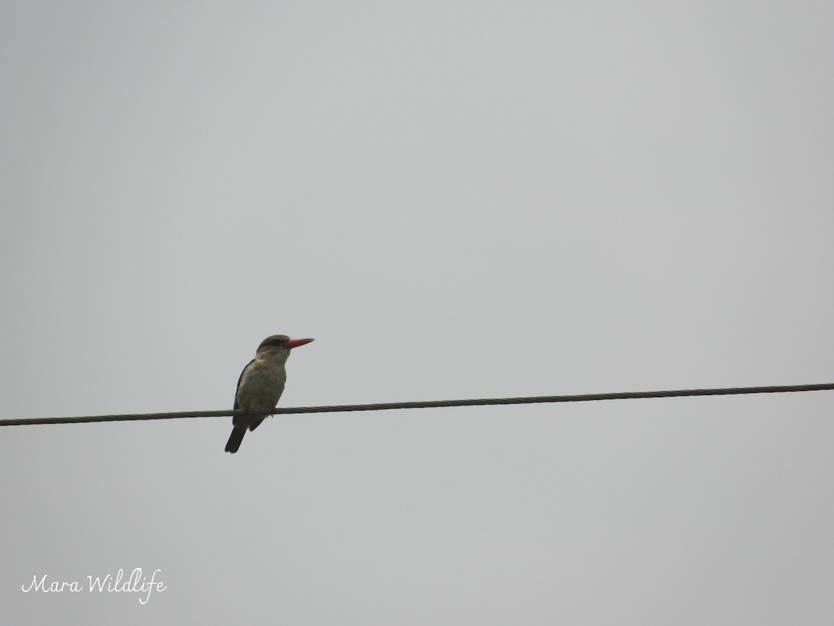 Brown-hooded Kingfisher - ML643360999