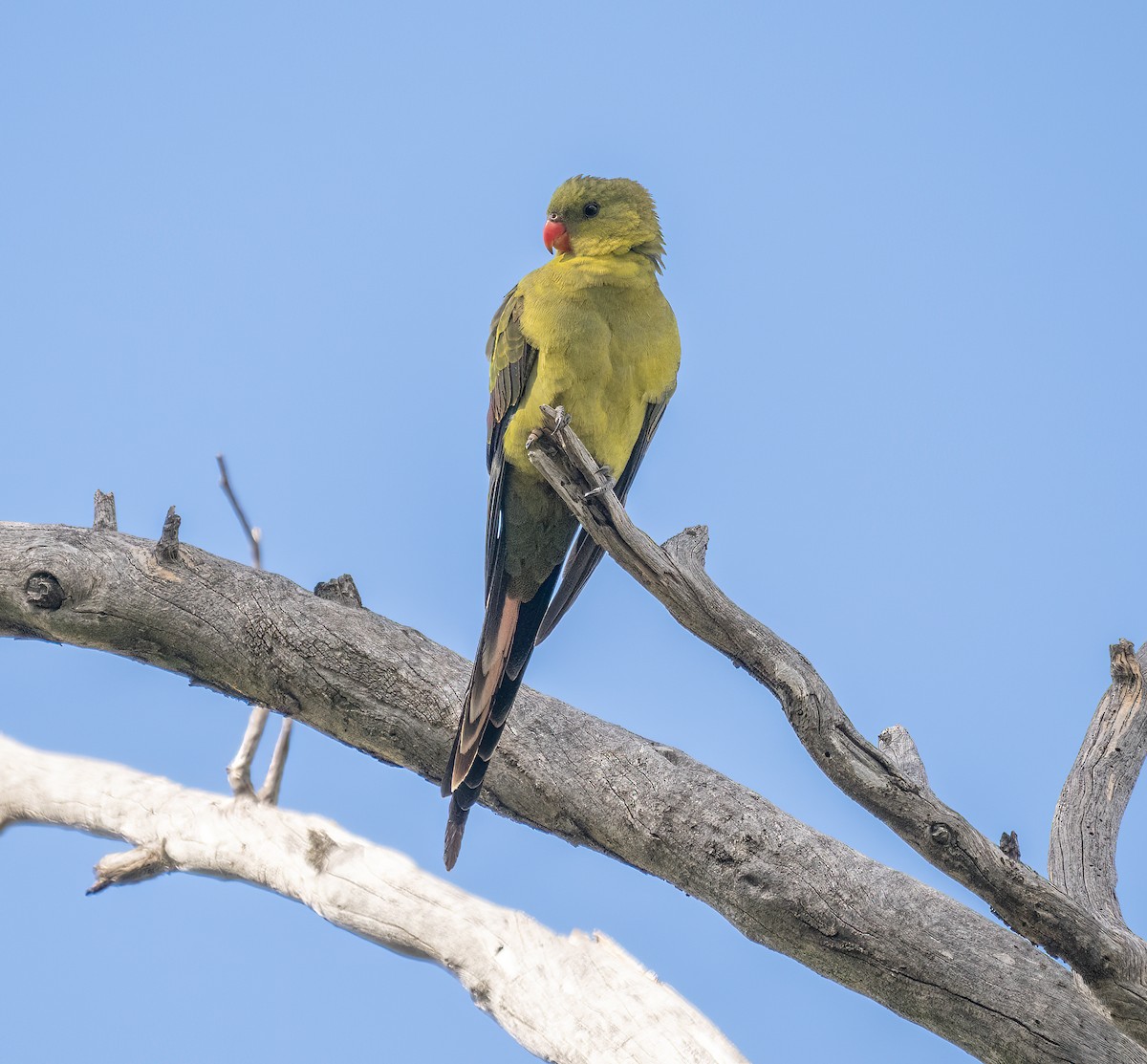 Regent Parrot - ML643361004
