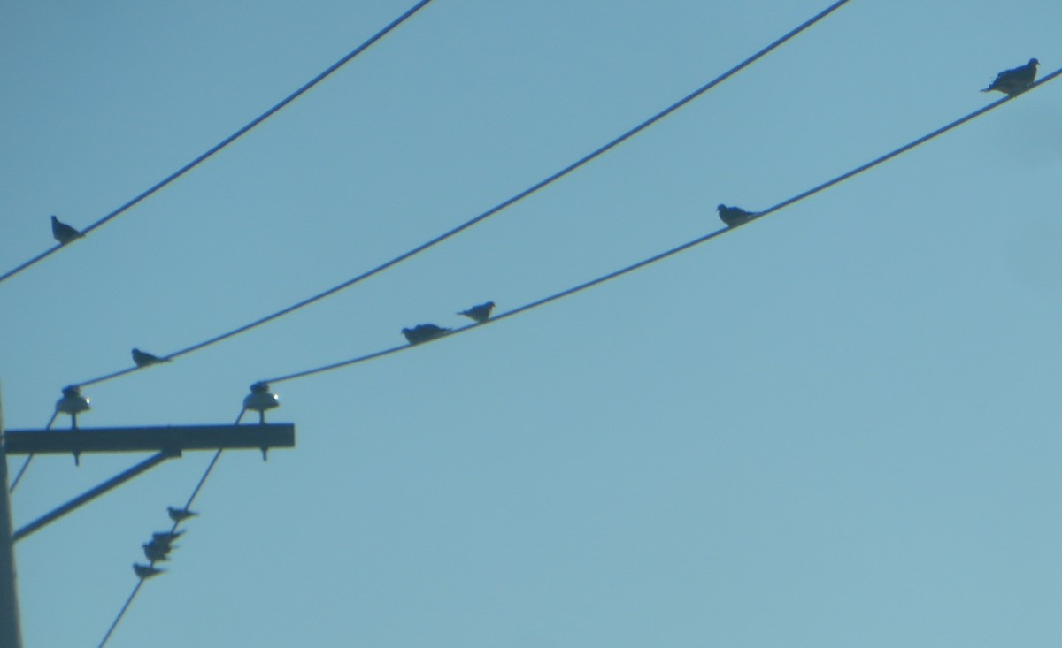 Mourning Dove - ML643361013
