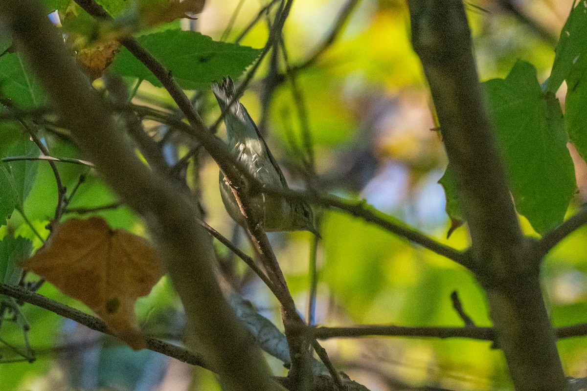 Tennessee Warbler - ML643361028