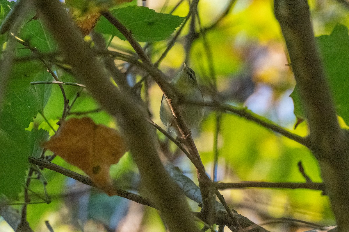 Tennessee Warbler - ML643361029