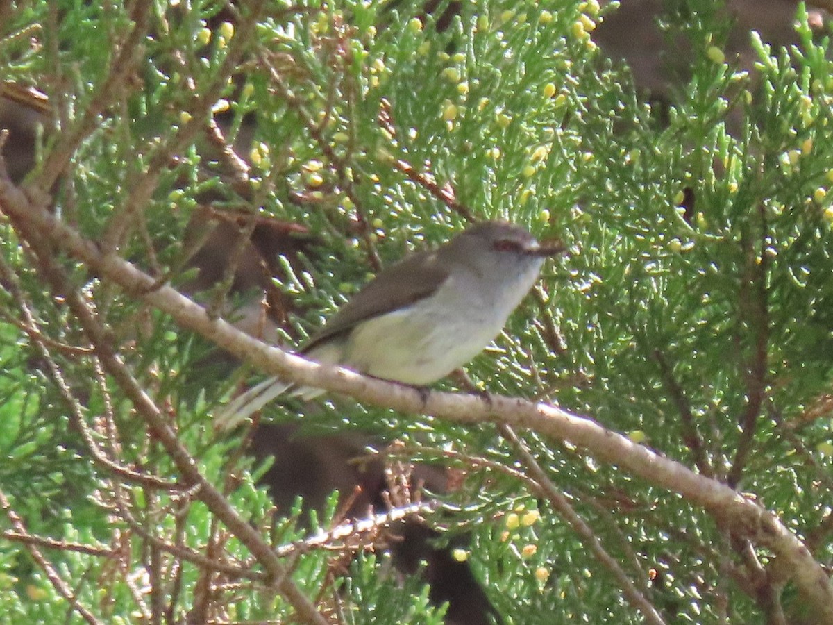 Gray Gerygone - ML643361031