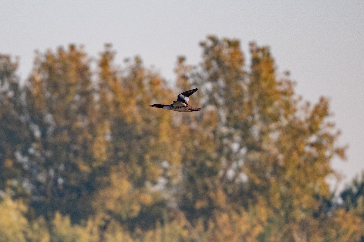 Common Merganser (North American) - ML643361042