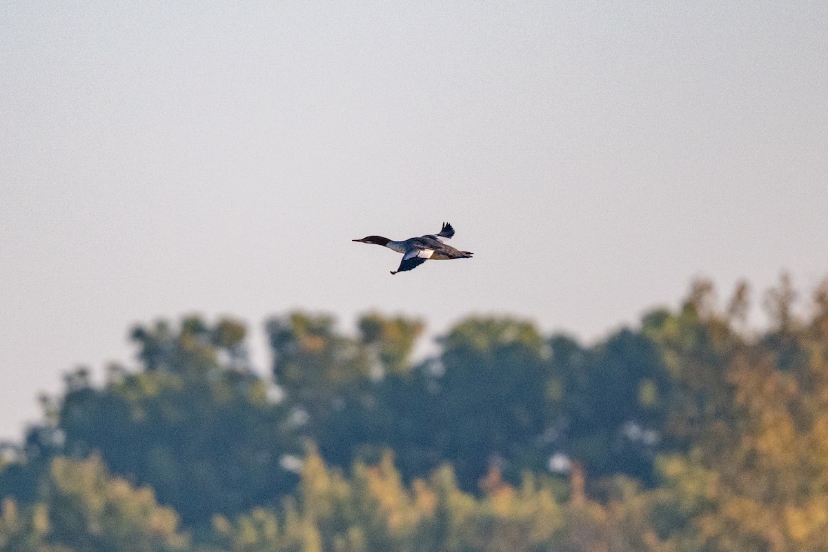Common Merganser (North American) - ML643361043