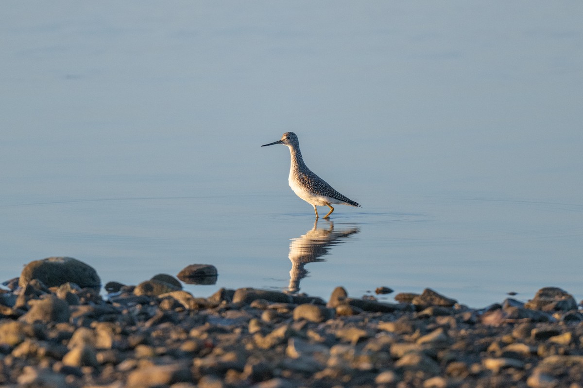 Greater Yellowlegs - ML643361045