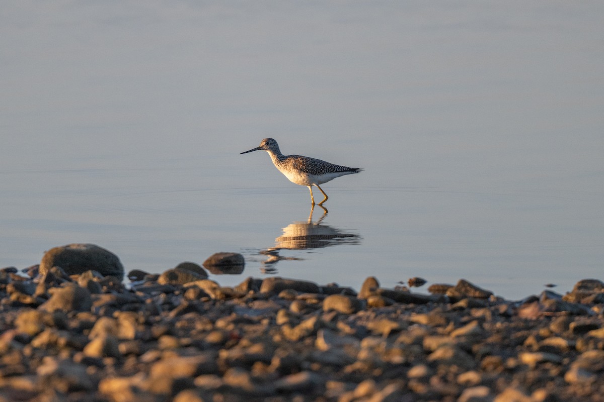 Greater Yellowlegs - ML643361046