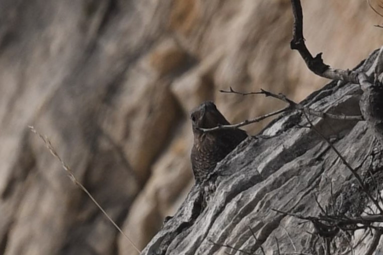 skalník modrý - ML643361047