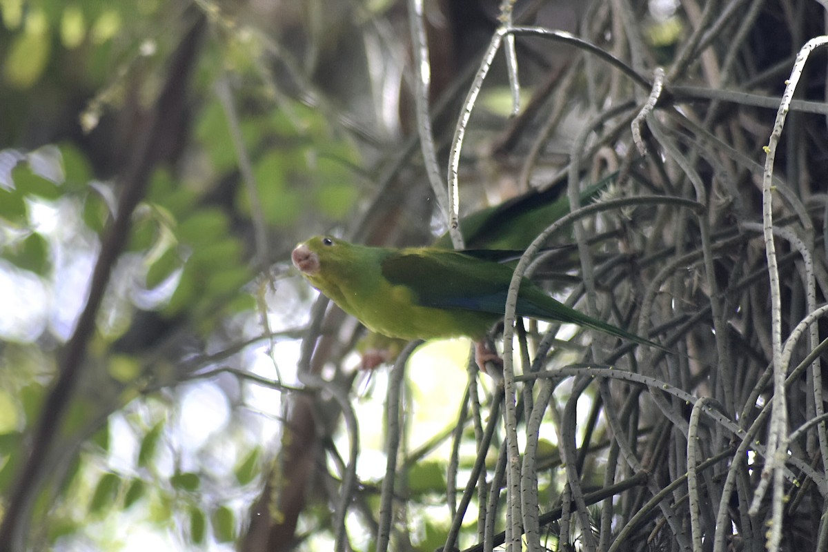 Plain Parakeet - ML643361048