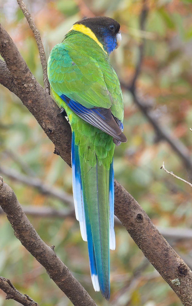 Australian Ringneck - ML643361085