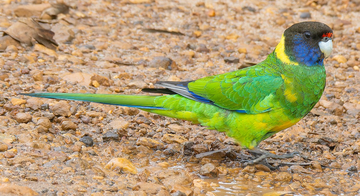 Australian Ringneck - ML643361094